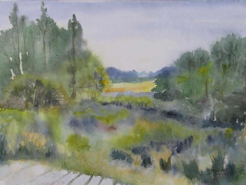 Wiese frühmorgens im Hochsommer